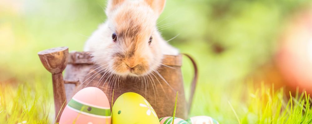 5 Idee e consigli per le decorazioni di Pasqua