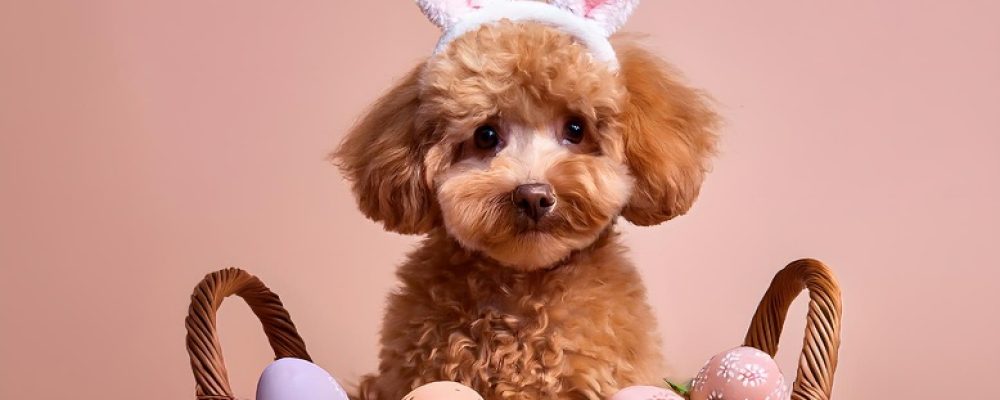Pasqua Milano 2026: Locali Dog-Friendly per il Pranzo